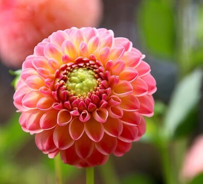 dahlia, flower, garden-7453819.jpg