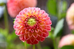 dahlia, flower, garden-7453819.jpg