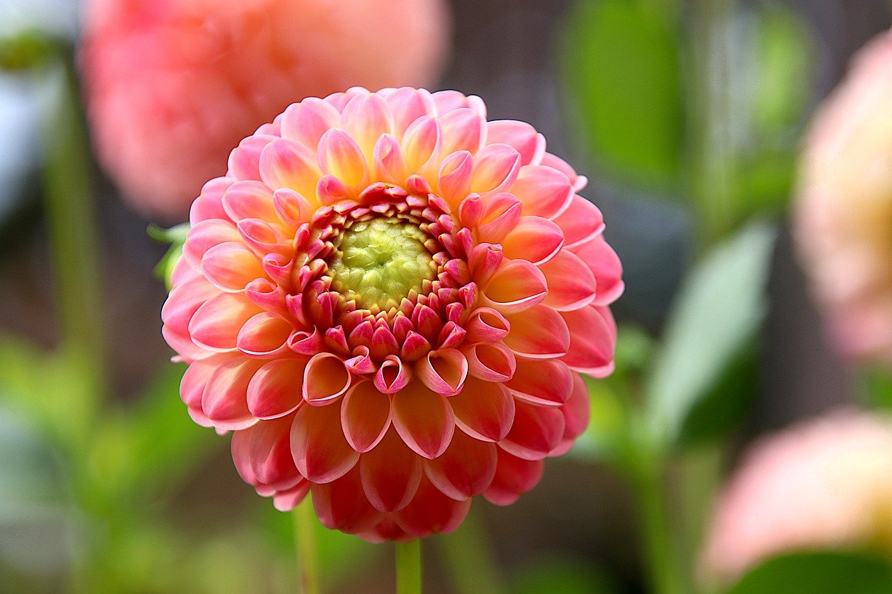 dahlia, flower, garden-7453819.jpg